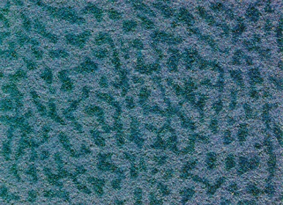 CARPTB44.JPG