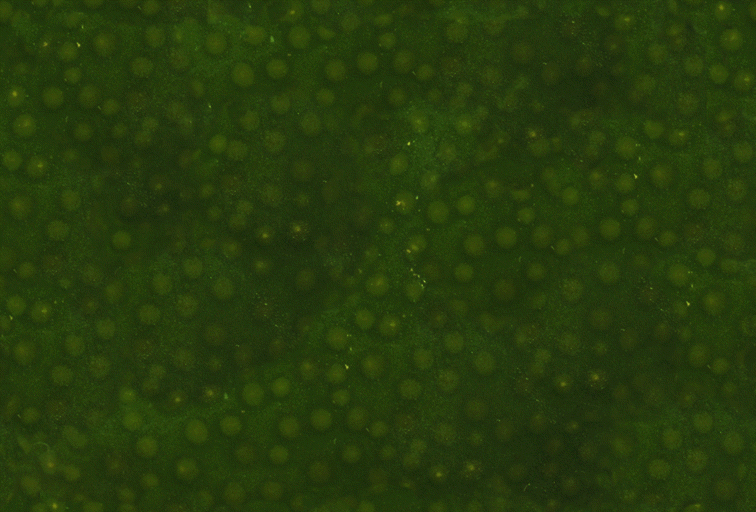 Fabric_Random2_055.jpg