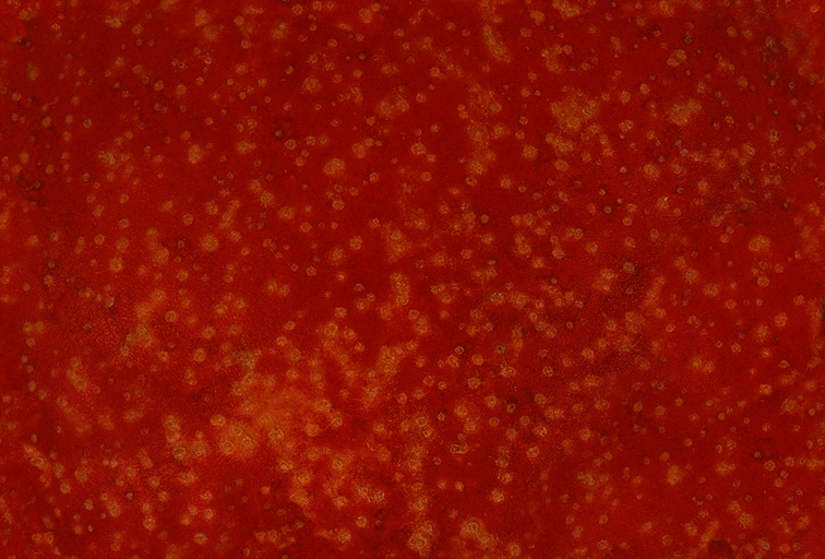 Fabric_Random2_057.jpg