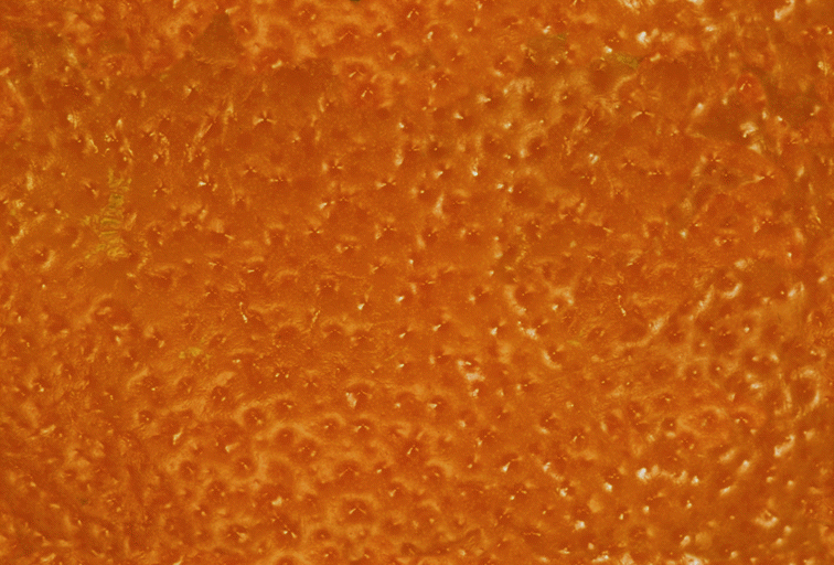 Fabric_Random2_058.jpg
