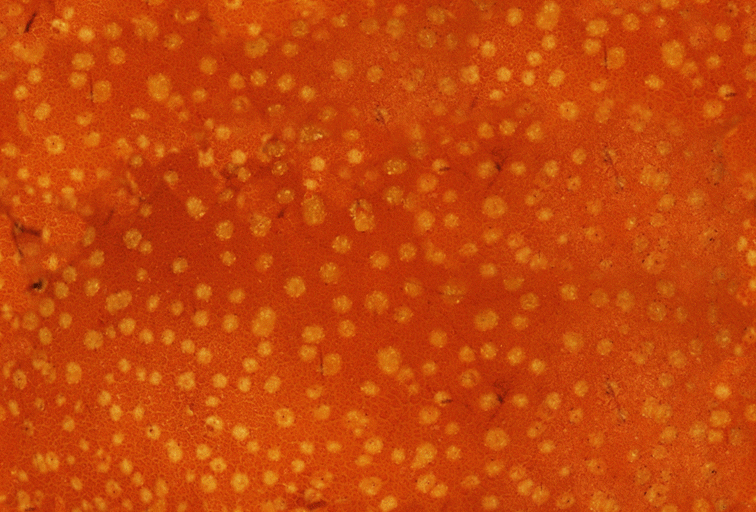 Fabric_Random2_092.jpg