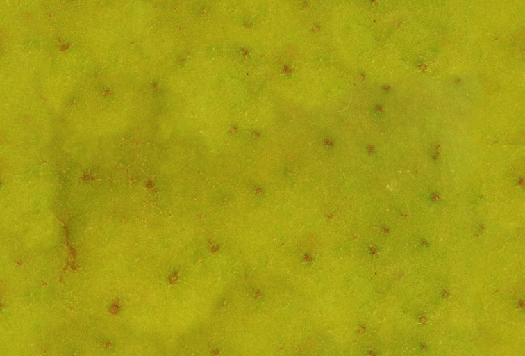Fabric_Random2_094.jpg