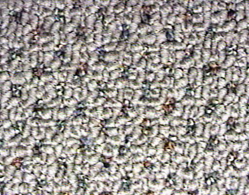 Carpet.jpg