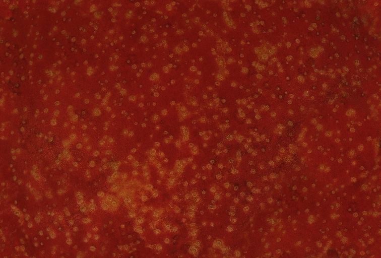 Fabric_Random4_124.jpg