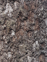 Rock1_022.jpg