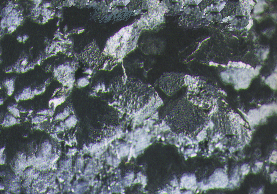 Rock1_030.jpg