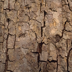 Rock1_031.jpg
