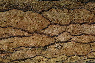 Rock1_057.jpg