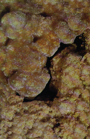Rock1_081.jpg