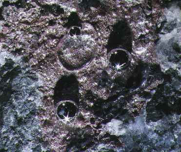 Rook2_010.jpg