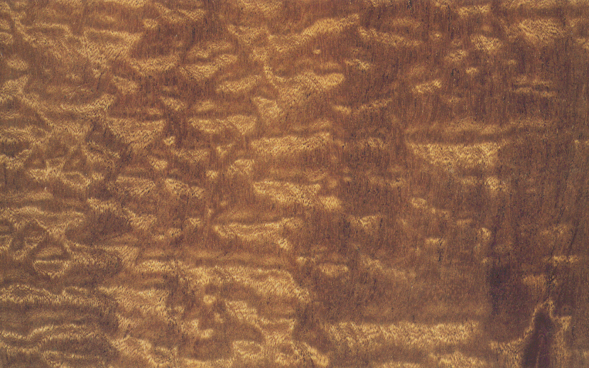 BURL.jpg